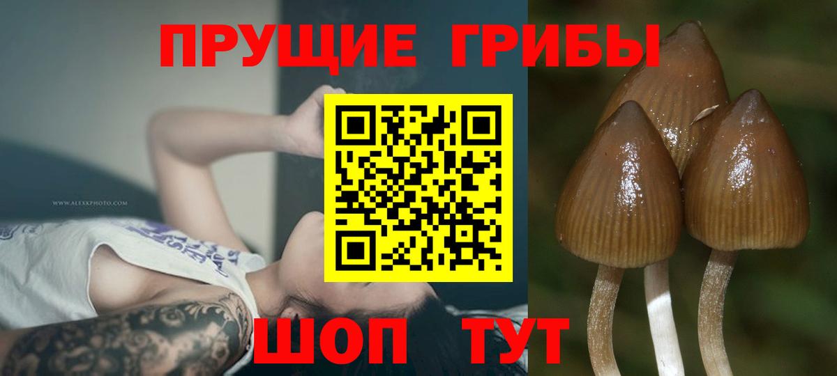 Галлюциногенные грибы Magic Shrooms  Галлюциногенные грибы Magic Shrooms  Вход с VPN  Усть-Джегута 